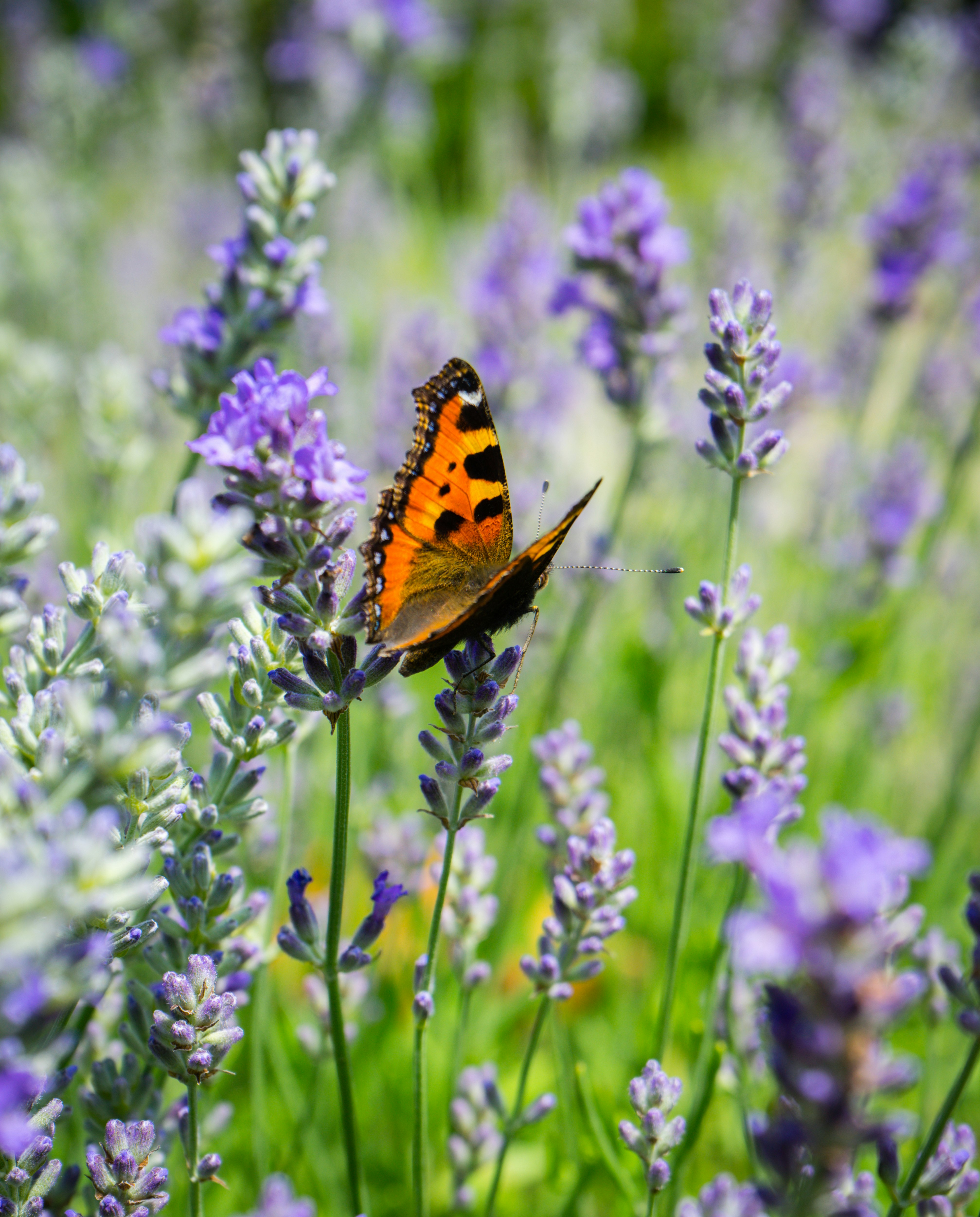 orange and black butterfly perched on purple flower